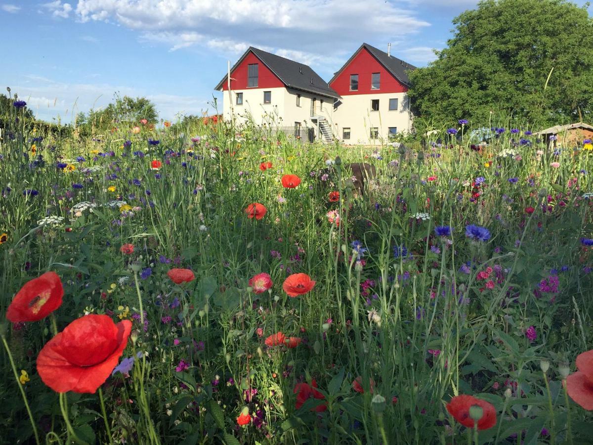 Ferienwohnung Bienenhaeusle In Gruenkraut / Ravensburg Grunkraut Εξωτερικό φωτογραφία